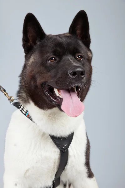 American akita dog isolated against grey background. Studio port — Stock Photo, Image