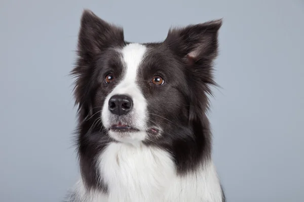 Schöner Border Collie Hund isoliert vor grauem Hintergrund. st — Stockfoto