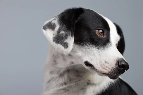 Mixed breed black and white spotted dog isolated against grey ba — Stock Photo, Image
