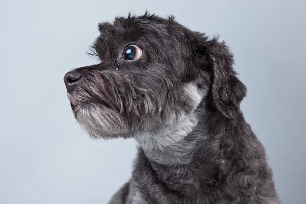 Funny mixed breed grey boomer dog isolated against grey backgrou — Stock Photo, Image