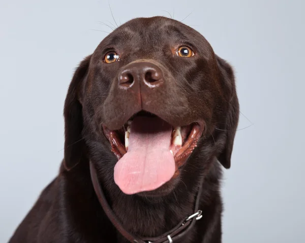 灰色の背景に対して隔離される茶色のラブラドール犬。スタジオ ポート — ストック写真