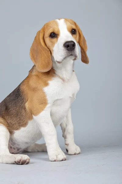 Cão beagle filhote adorável isolado contra fundo cinza. Garanhão — Fotografia de Stock