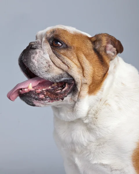 Bulldog anglais blanc avec des taches brunes isolées contre le bac gris — Photo