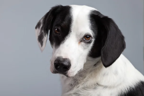 Mixed breed black and white spotted dog isolated against grey ba — Stock Photo, Image