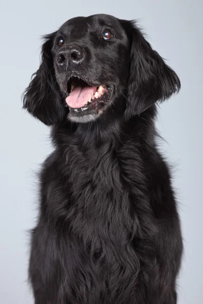 Schwarzer Flatcoated Retriever Hund isoliert vor grauem Hintergrund. — Stockfoto