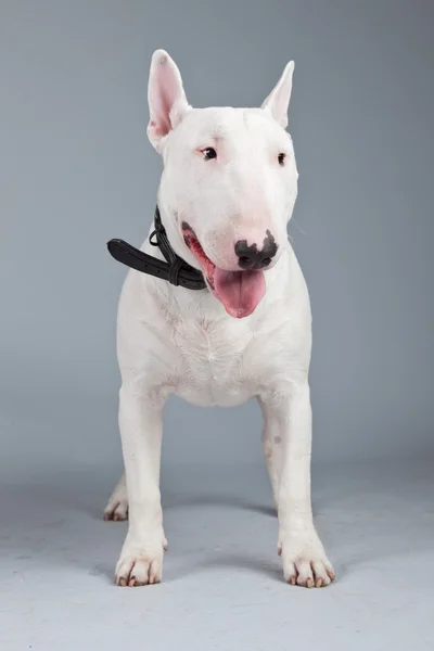 Bull terrier dog isolated against grey background. Studio portra — Stock Photo, Image