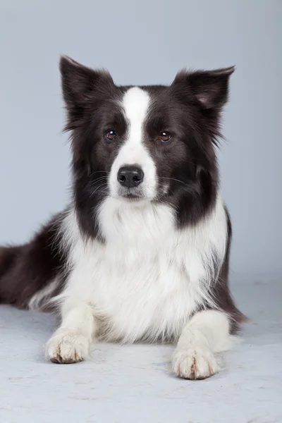 Hermoso perro collie frontera aislado sobre fondo gris. St. —  Fotos de Stock