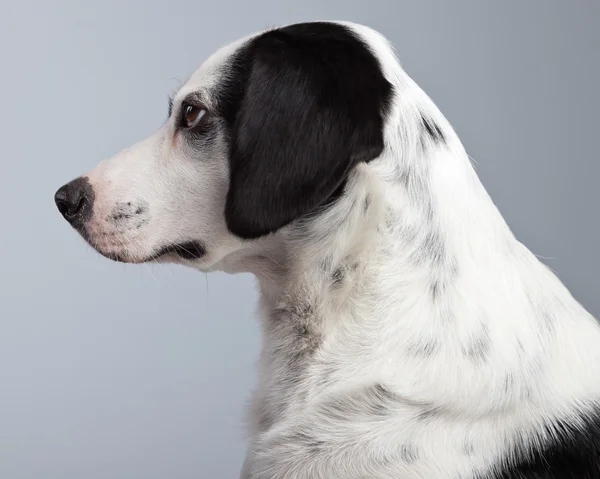 Mixed breed black and white spotted dog isolated against grey ba — Stock Photo, Image