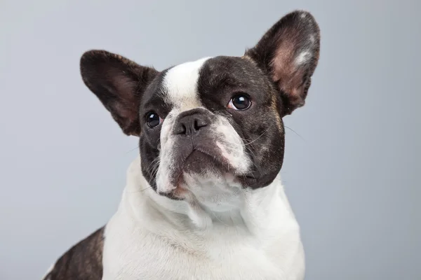 French bulldog black and white isolated against grey background. — Stock Photo, Image