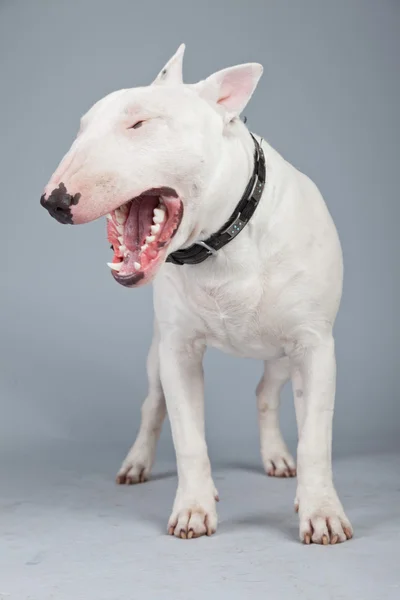 Bull terrier dog isolated against grey background. Studio portra — Stock Photo, Image
