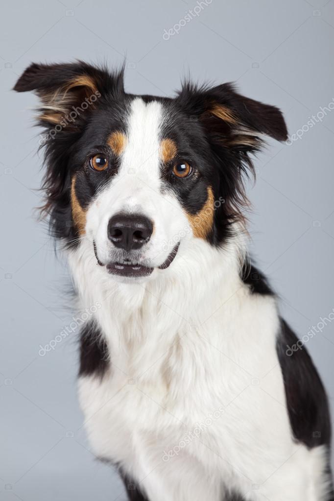 ボーダーコリー犬の黒茶色と白グレー Ba に対して隔離されます ストック写真 C Ysbrand