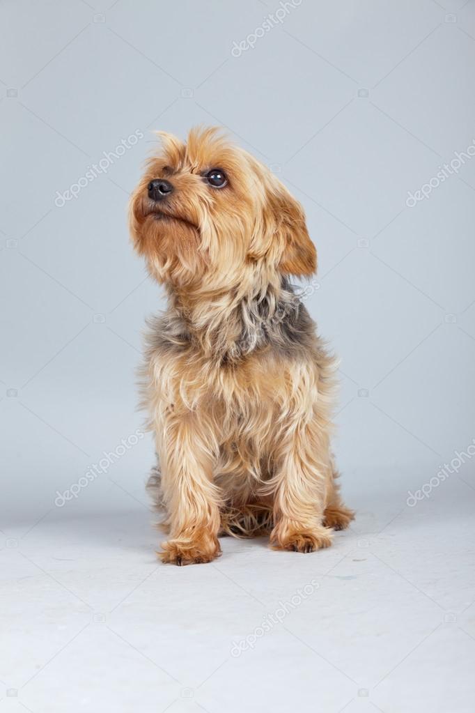 Yorkshire Terrier Norfolk Terrier Red Norfolk Terrier Dog Isolated