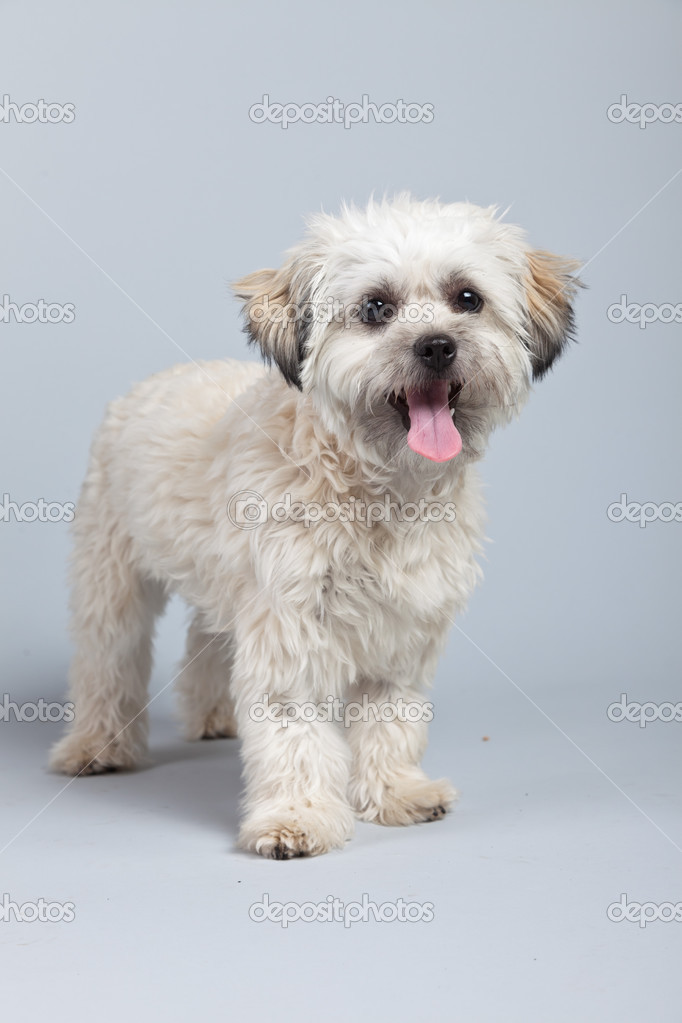chien boomer blanc isolé sur fond gris. studio portra — photographie