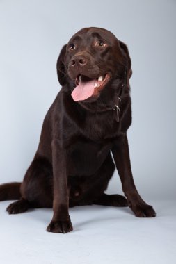 gri arka planı izole kahverengi labrador köpek. Studio bağlantı noktası