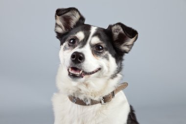 gri arka planı izole karışık cins köpek siyah ve beyaz