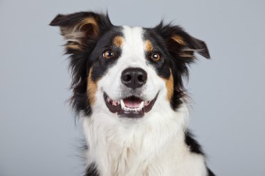 kenar kömür ocağı köpeği siyah kahverengi ve beyaz gri ba karşı izole