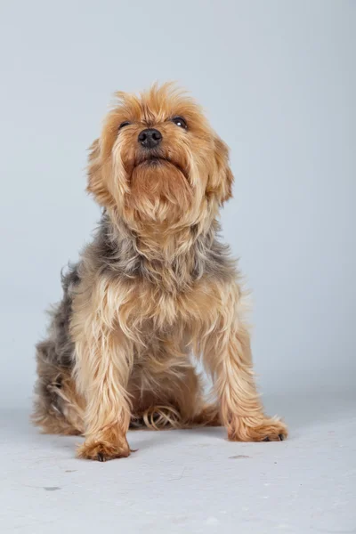 赤いノーフォーク ・ テリア犬が灰色の背景に対して隔離されます。スタジオ — ストック写真