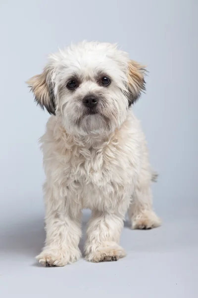 White boomer dog isolated against grey background. Studio portra — Stock Photo, Image