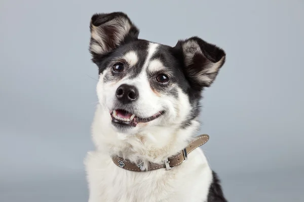 Mixed breed dog black and white isolated against grey background — Stock Photo, Image