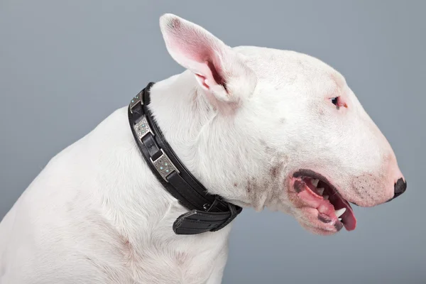 Bull terrier pies na białym tle szarym tle. Studio portra — Zdjęcie stockowe