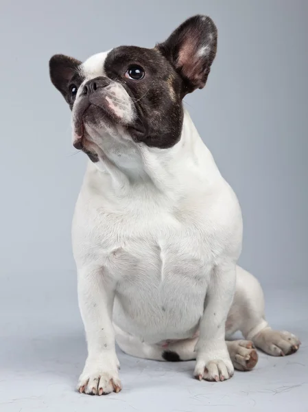Ranskalainen bulldog musta ja valkoinen eristetty harmaata taustaa vasten . — kuvapankkivalokuva