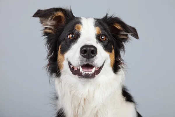 Border collie dog black brown and white isolated against grey ba — Stock Photo, Image