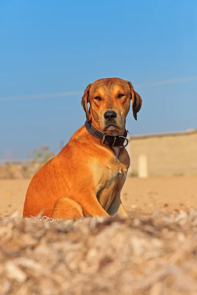 Street dog on the beach of Corfu in summer. Ionian island. Greec — Stock Photo, Image