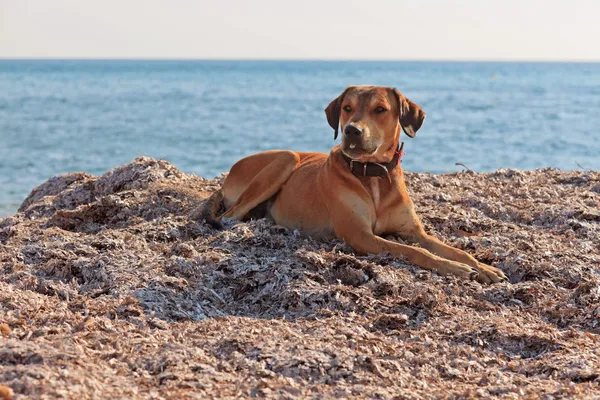 Street dog on the beach of Corfu in summer. Ionian island. Greec