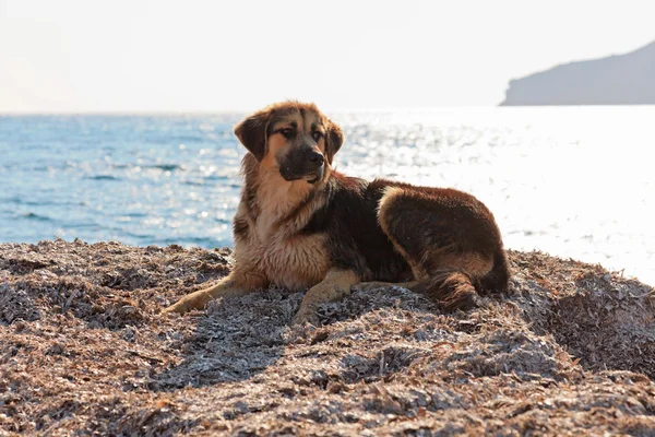 Street dog on the beach of Corfu in summer. Ionian island. Greec — Stock Photo, Image