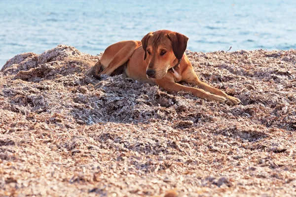 Street dog on the beach of Corfu in summer. Ionian island. Greec — Stock Photo, Image