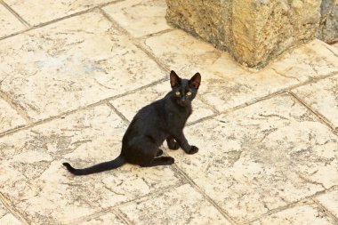 Yeşil gözlü sokak kedi siyah yavru kedi. Korfu. Yunanistan.