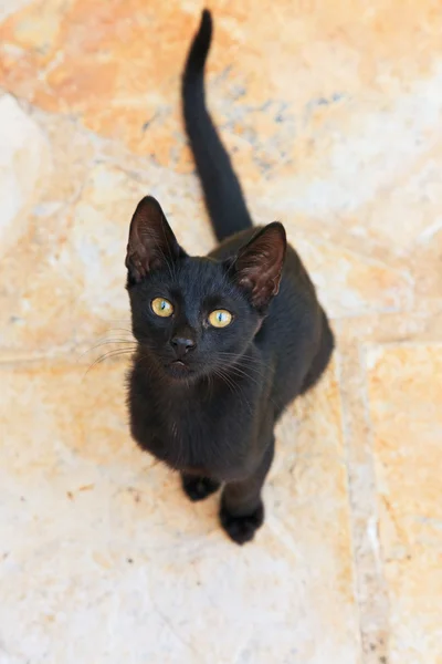 Curious black street kitten outdoors. Corfu. Greece. — Stock Photo, Image