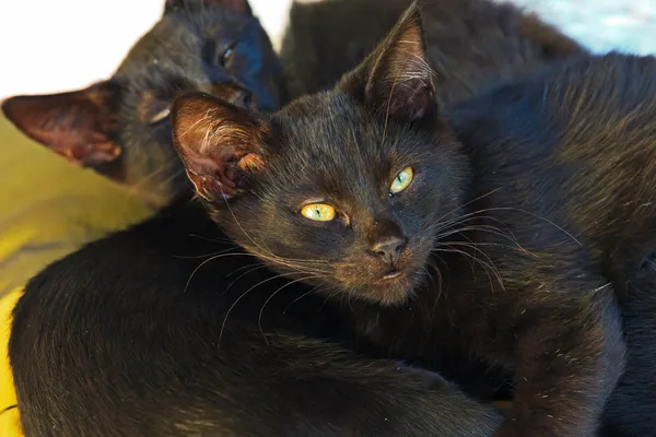 Два черных котенка на улице спят на подушках. Корреа. Gre — стоковое фото
