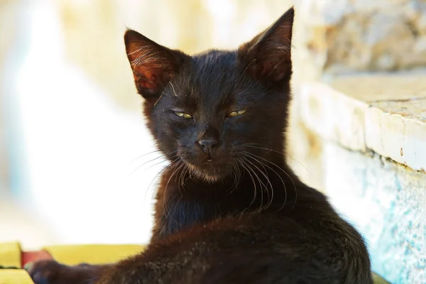 Sleepy curious black street kitten on pillow outdoors. Corfu. Gr — Stock Photo, Image