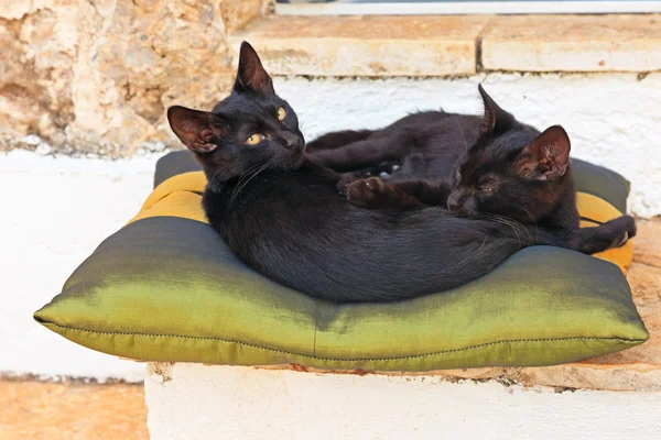 Deux chatons de rue noirs dormant sur un oreiller à l'extérieur. Corfou. Gre — Photo