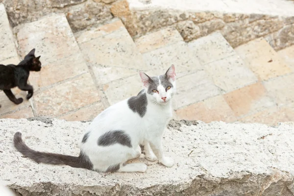 Уличная кошка белая с серыми пятнами, сидящая на лестнице. Корреа. Gre — стоковое фото