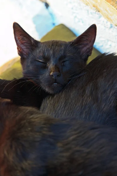 Dos gatitos negros de la calle durmiendo en la almohada al aire libre. Corfú. Gre. — Foto de Stock