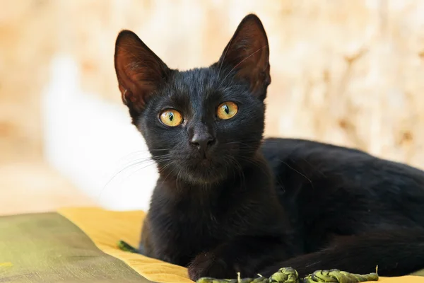 Играющий симпатичный черный уличный котенок на подушке на улице. Корреа. G — стоковое фото