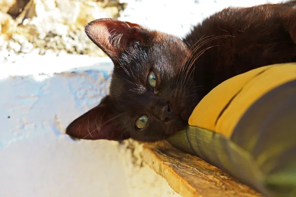 Sleepy curioso negro calle gatito en almohada al aire libre. Corfú. Gr. — Foto de Stock