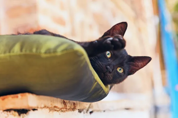 Juguetón curioso gatito callejero negro en la almohada al aire libre. Corfú. G — Foto de Stock
