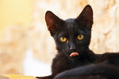 oynak meraklı siyah sokak kedi yastık açık havada üzerinde. Korfu. g