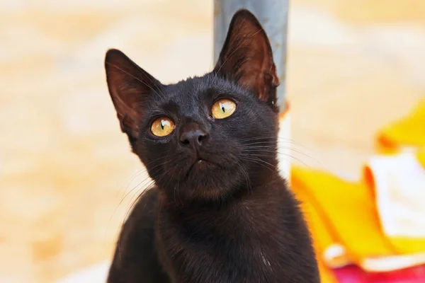 Curious black street kitten outdoors. Corfu. Greece. — Stock Photo, Image