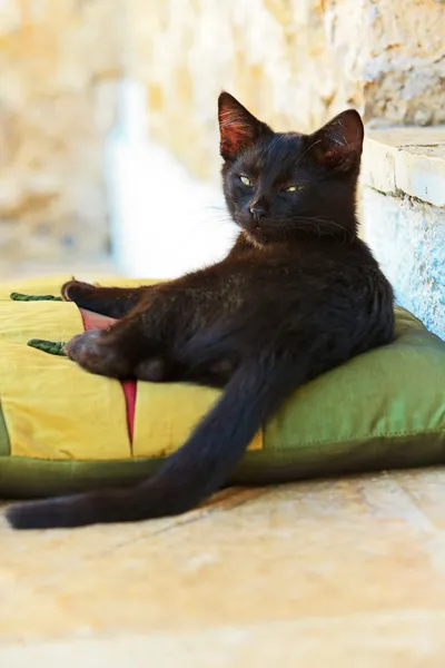 Somnolent chaton de rue noir curieux sur oreiller à l'extérieur. Corfou. Gr. — Photo