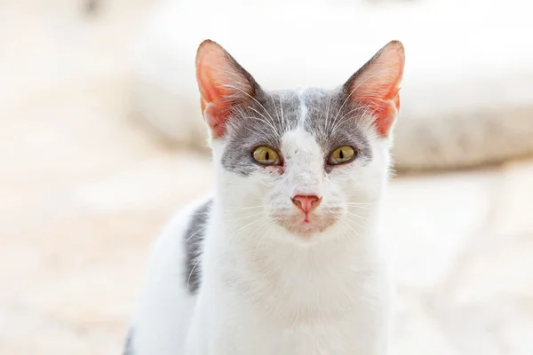 Уличный кот белый с серыми пятнами. Корреа. Греция . — стоковое фото