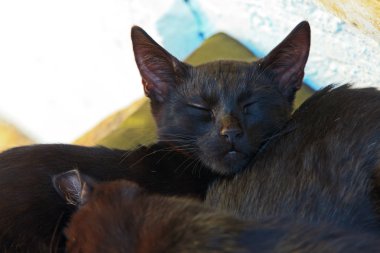 İki sokak kedi yastık üzerinde açık havada uyumak siyah. Korfu. GRE