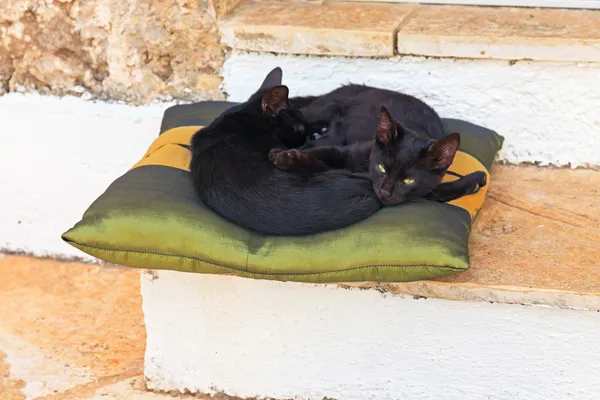 Deux chatons de rue noirs dormant sur un oreiller à l'extérieur. Corfou. Gre — Photo