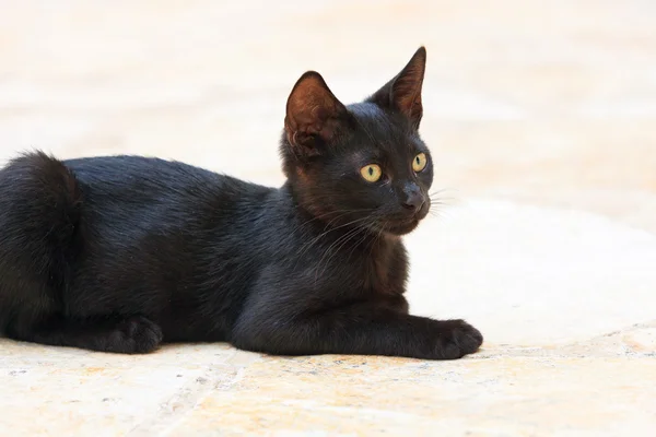 Chat de rue chaton noir aux yeux verts. Corfou. Grèce . — Photo