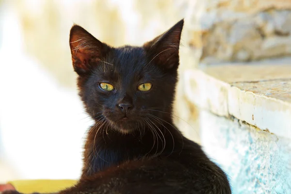 Sleepy curious black street kitten on pillow outdoors. Corfu. Gr — Stock Photo, Image