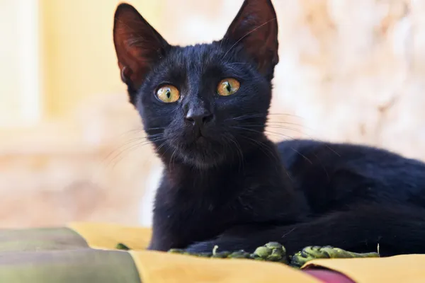 遊び心のある好奇心が強い黒い通り子猫屋外の枕の上。コルフ。g — ストック写真