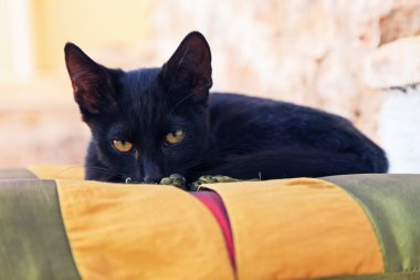 oynak meraklı siyah sokak kedi yastık açık havada üzerinde. Korfu. g